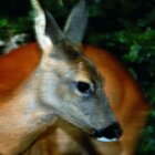 Also to see during breakfast